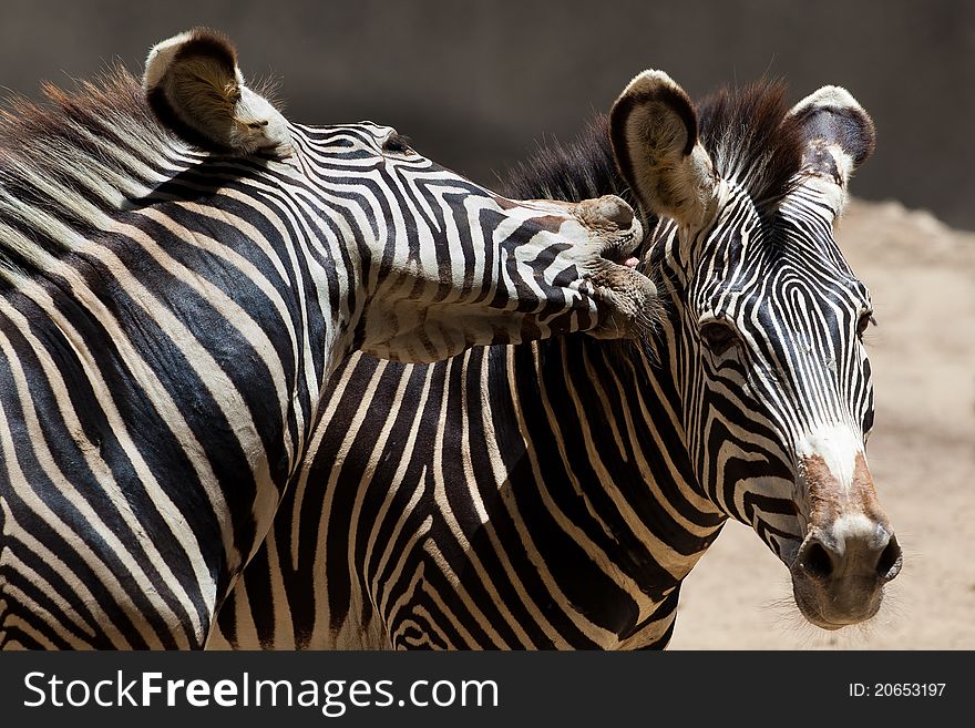 A zebra bites its opponent in their fight. A zebra bites its opponent in their fight