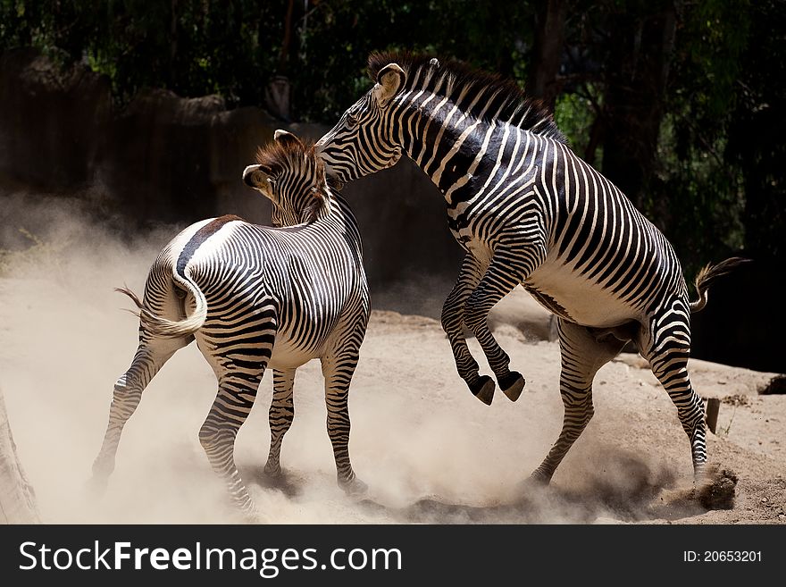 Zebra fighting, a fight between two male zebras.