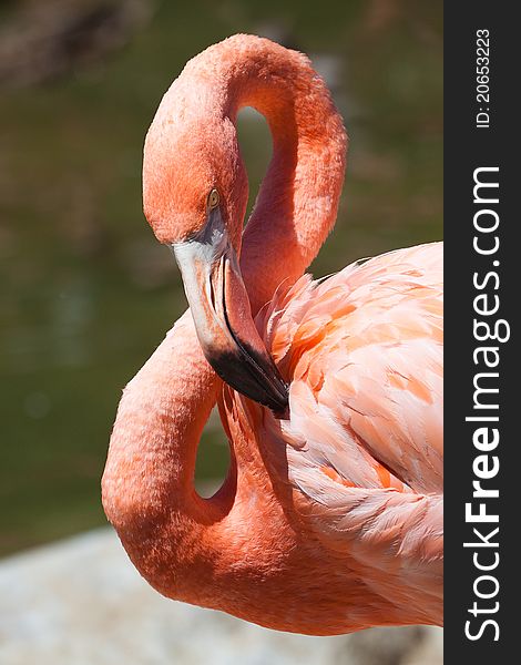 Close up portrait of flamingo (phoenicopterus roseus)