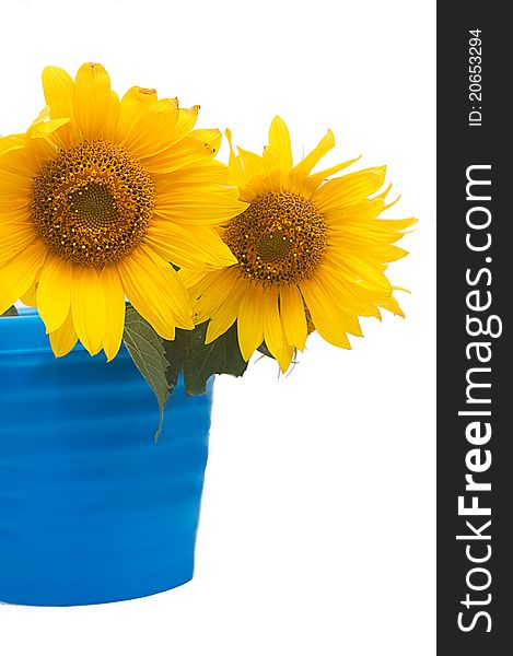 Sunflower bouquet in bucket over white. Sunflower bouquet in bucket over white