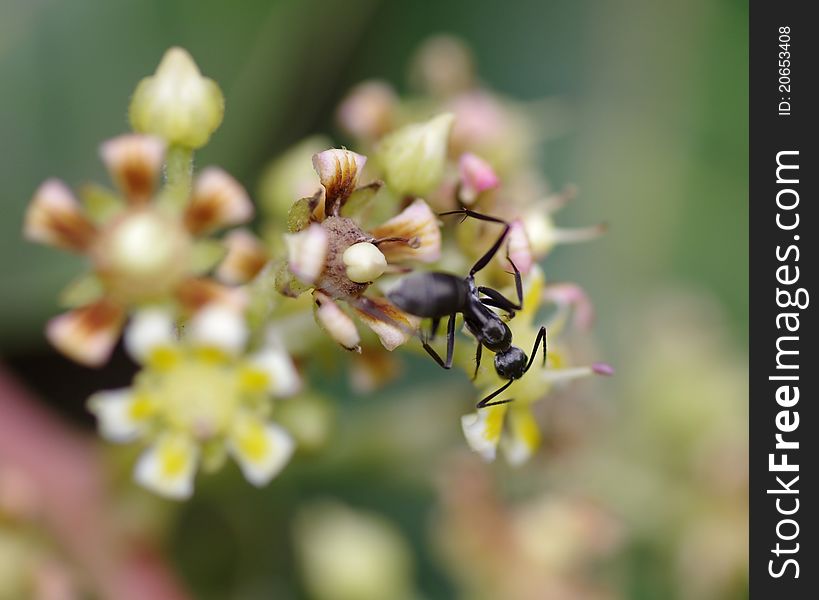 Black ant is also eager to move around the corner in searched for food, the nectar.