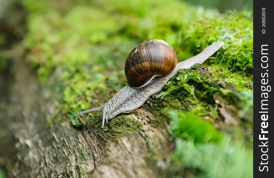 Camera image of a snail in foreground. Camera image of a snail in foreground