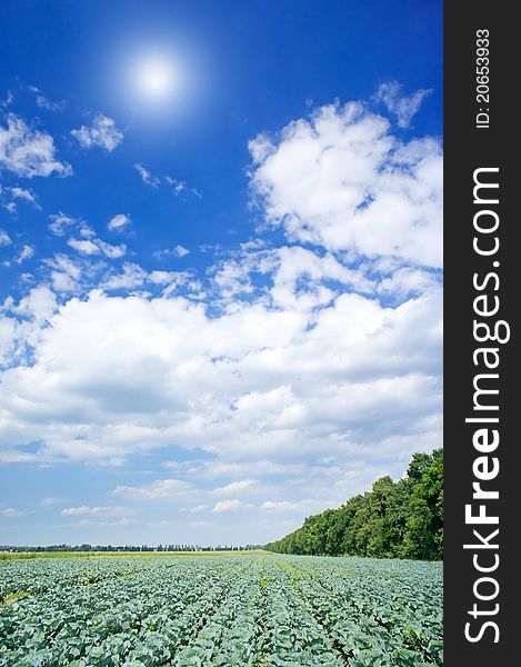 Wonderful plantation of green cabbage.