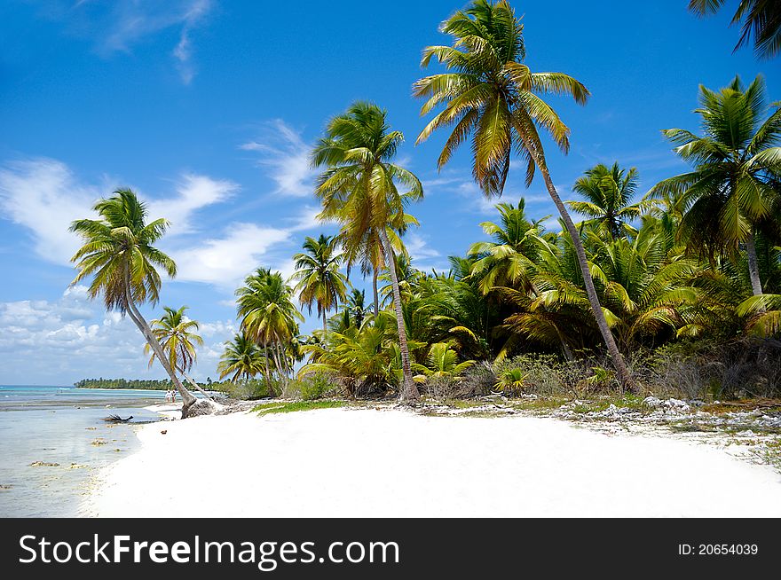 Paradise beach at Saona Island, Dominican Republic