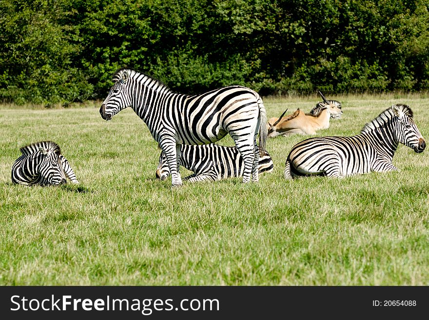 A group of zebras are resting in the green grass.