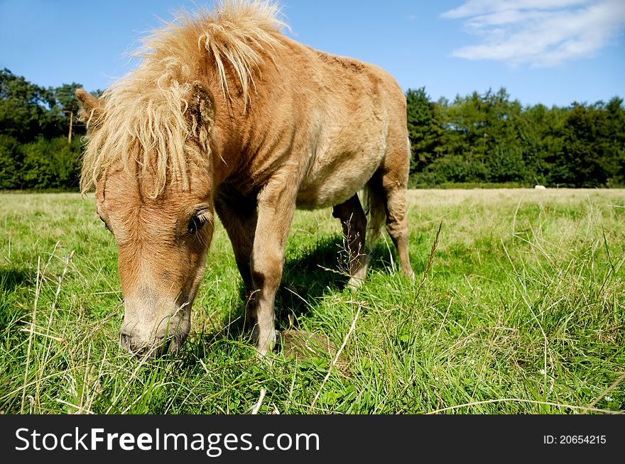 Foal is eating green grass on field. Foal is eating green grass on field