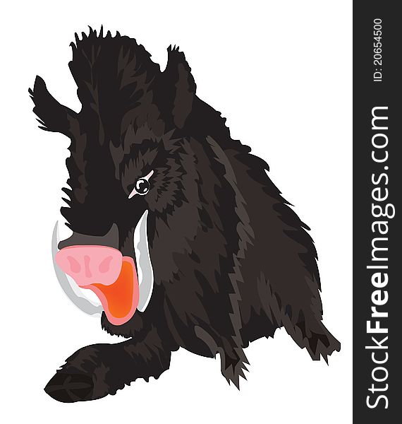 Vector illustration of the wild wild boar on white background