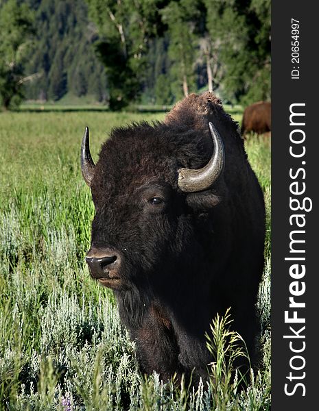 Bison in the Grand Teton National Park. Bison in the Grand Teton National Park.