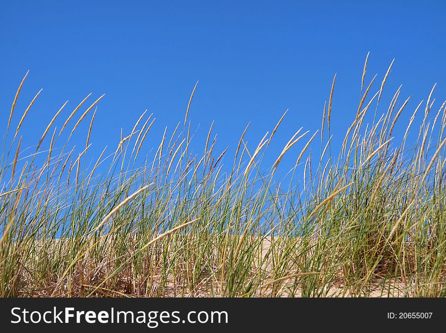 Tall green grass on beach sand against blue sky. Tall green grass on beach sand against blue sky