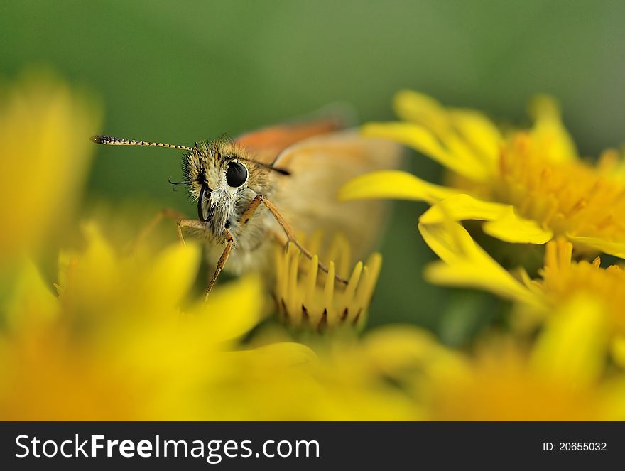 A skipper as close-up