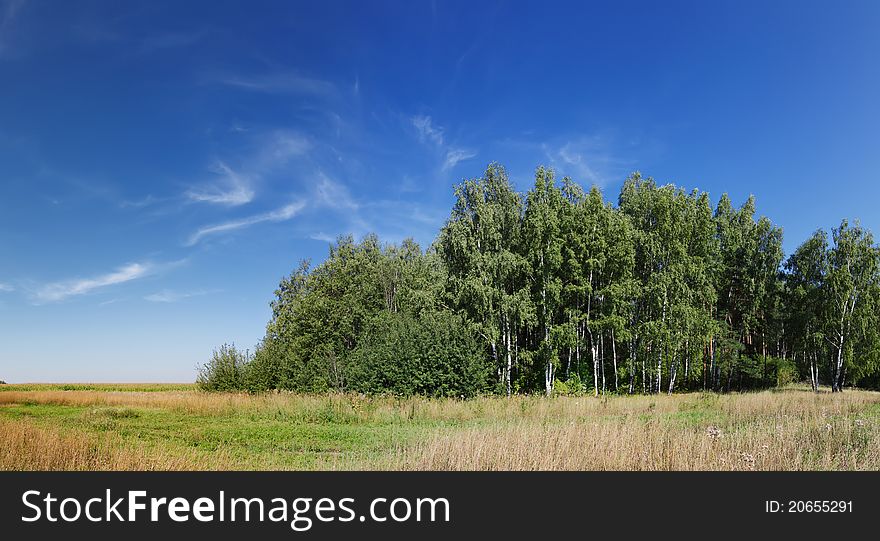 Panorama Of Forest With Vivid Sky