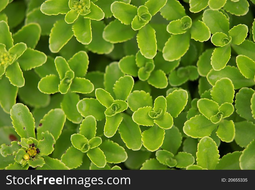 Fresh green leaves good for background use