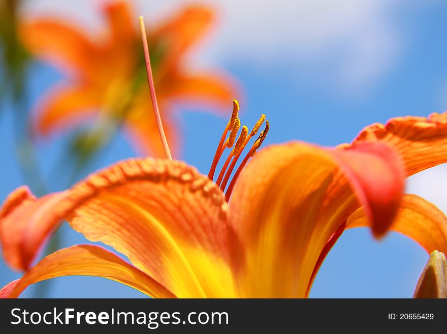 Orange Lilly flowers against blue sky background. Orange Lilly flowers against blue sky background