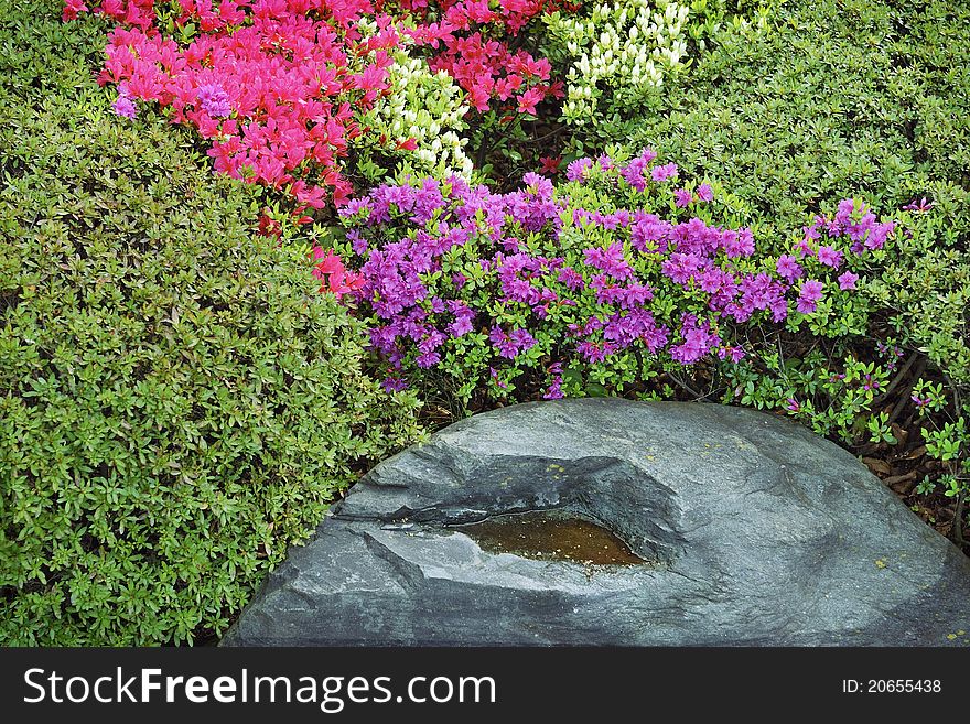 Wet boulder inside green bushes and fresh azalea flowers in Japanese zen garden. Wet boulder inside green bushes and fresh azalea flowers in Japanese zen garden