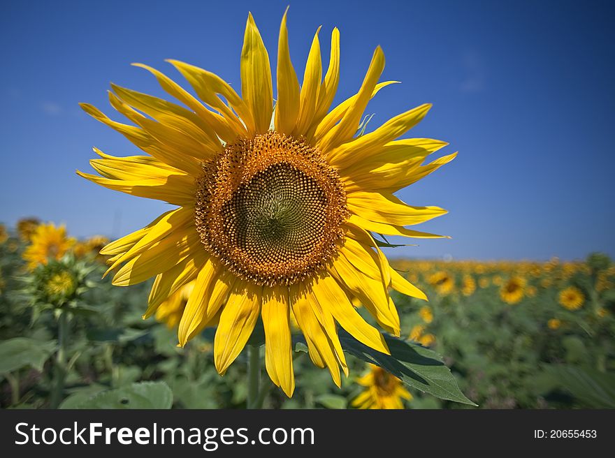 A picture of summer sunflower.