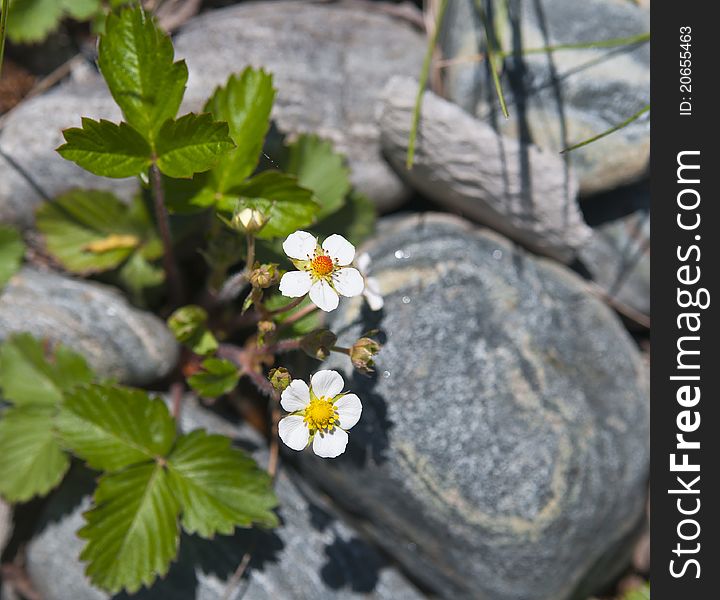 Strawberry blossom against a background of rocks