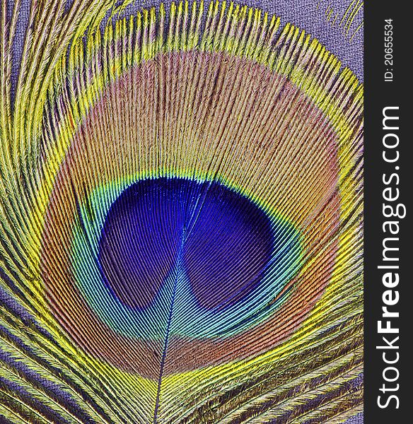 Highly-detailed scan of colorful peacock feather