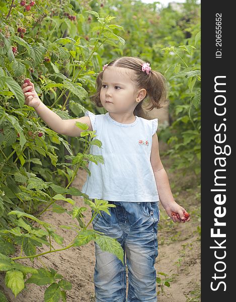 Cute little girl gathering raspberries in the summer garden