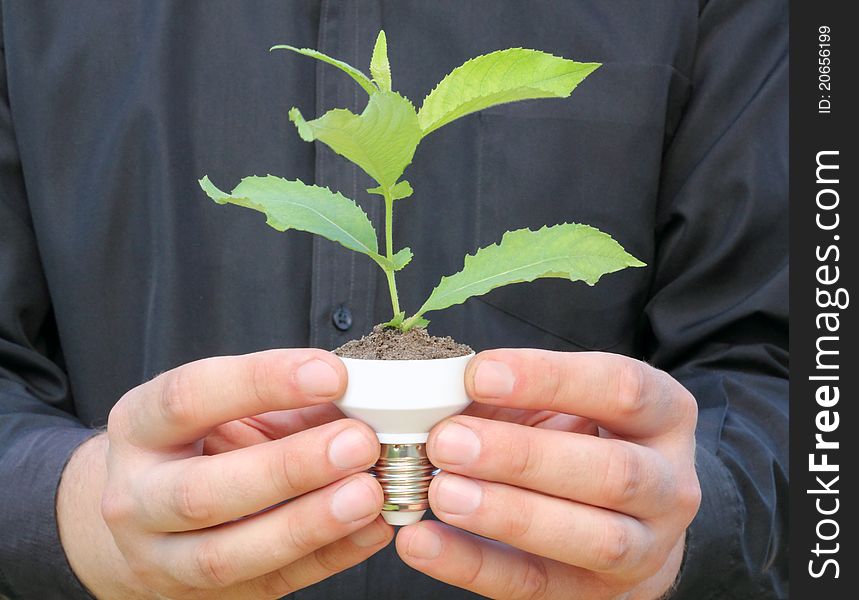 Plant In A Base Of Energy-saving Bulb