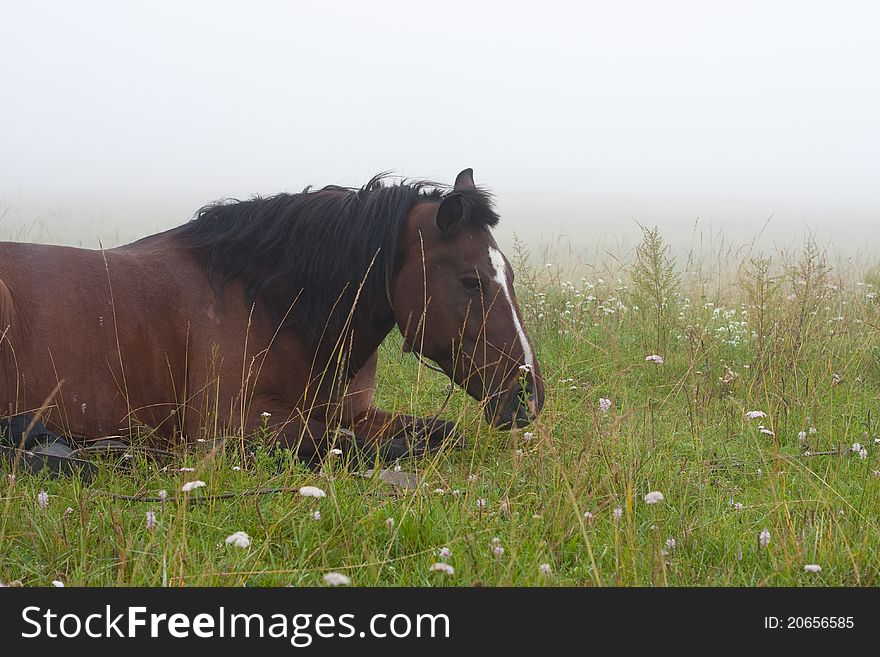 Horse in the fog on the grass