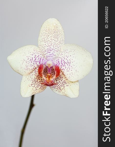 Orchid flower on gray background