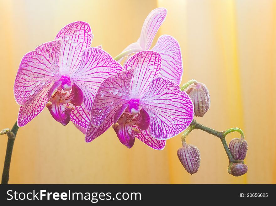 Orchid flower on the yellow background