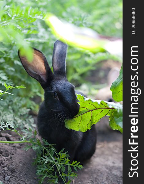 Rabbit chewing leaf beet in garden