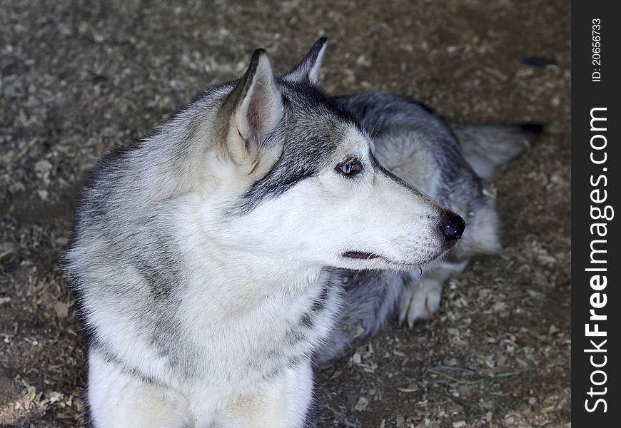 Husky dog is resting in his cage