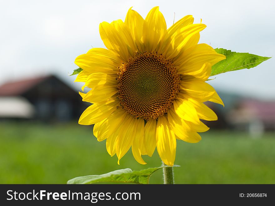 Sunflower in a kitchen garden