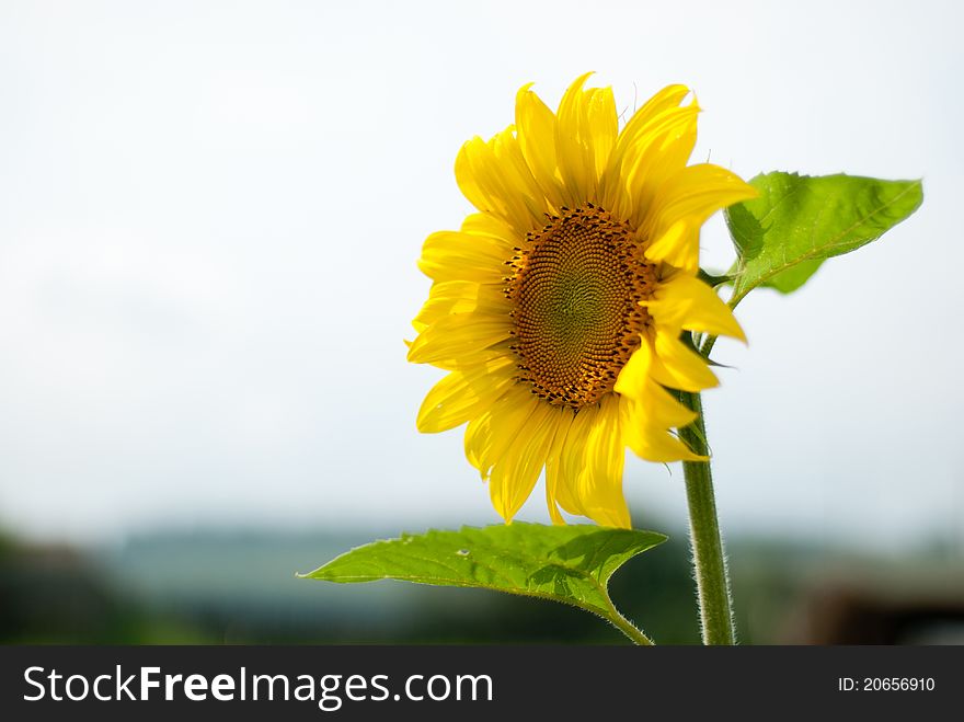 Sunflower in a kitchen garden