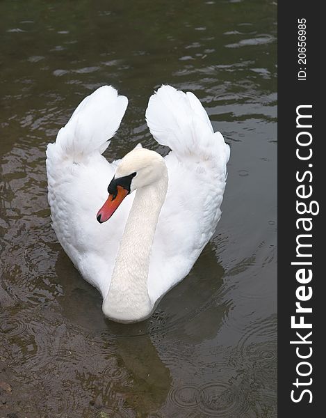 White swan on a lake in the rain. White swan on a lake in the rain