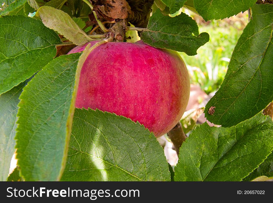 Close-up of red apple on a tree surrounded with leaves. Close-up of red apple on a tree surrounded with leaves