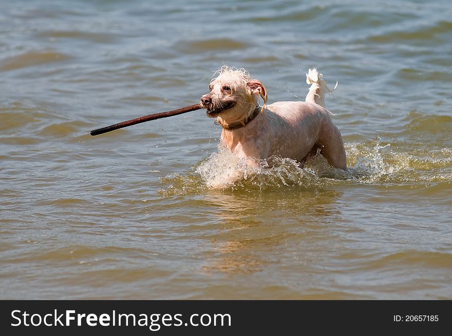 Happy dog owner has a stick