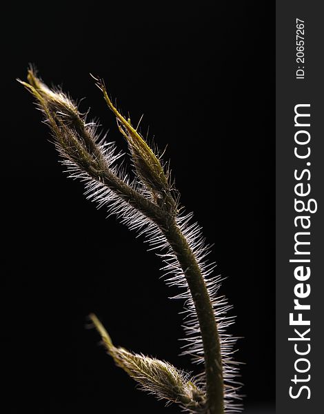 Young Climber With Bristles On Black