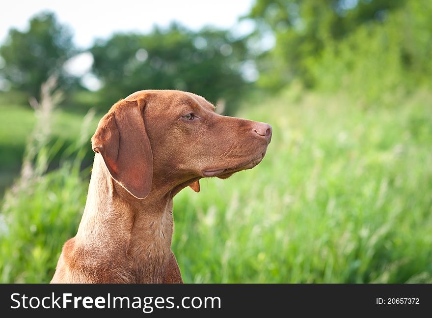 A closeup portrait of a Hungarian Vizsla dog with purple wildflowers and green grass in the background,. A closeup portrait of a Hungarian Vizsla dog with purple wildflowers and green grass in the background,