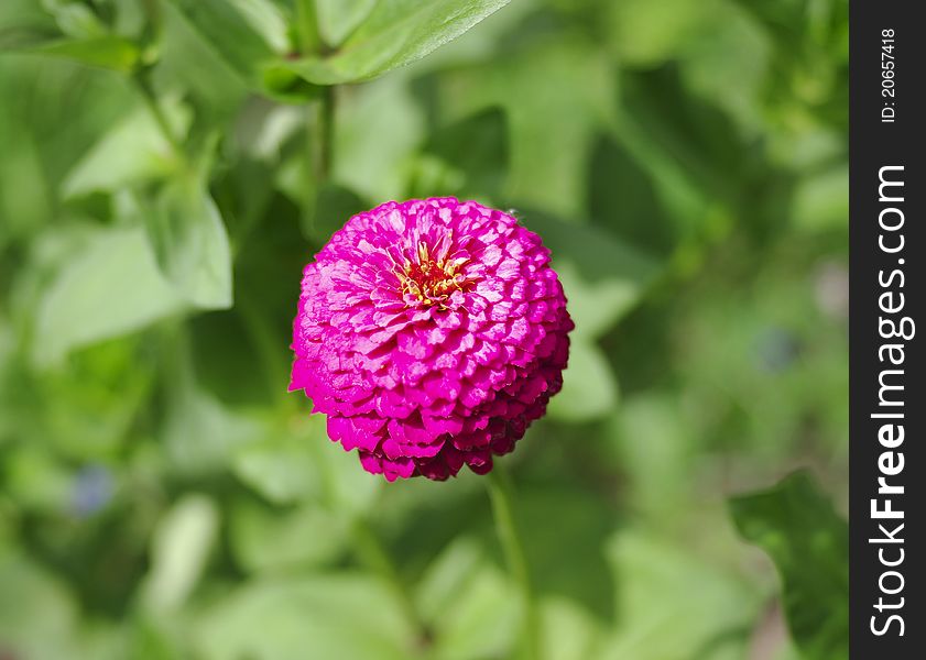 Single flower of zinnia on a soft green blurred background