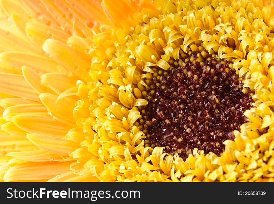 Close up of yellow daisy-gerbera with water drops.