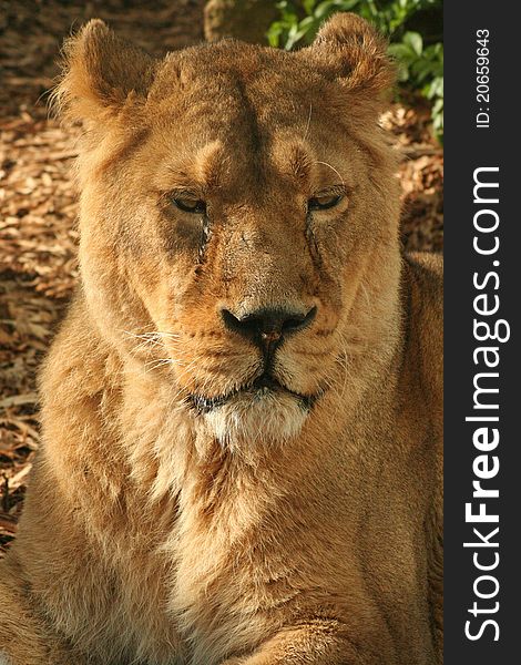 Asiatic Lioness resting (Panthera leo persica)