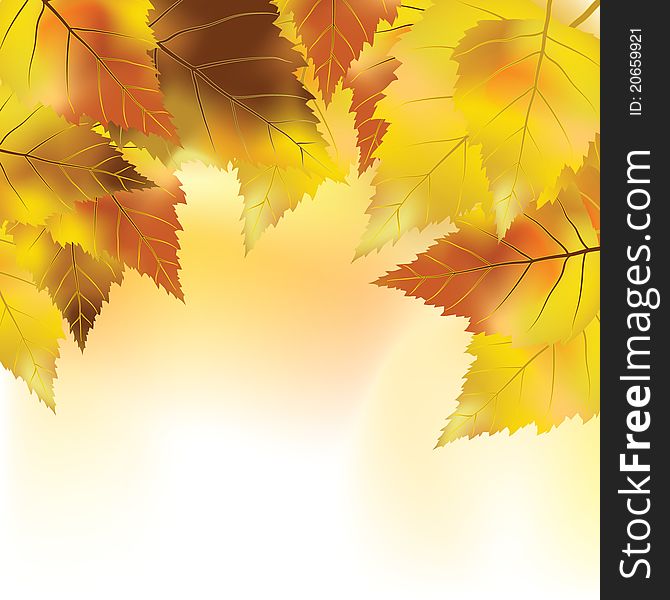 Colorful background with autumn leaves. Colorful background with autumn leaves