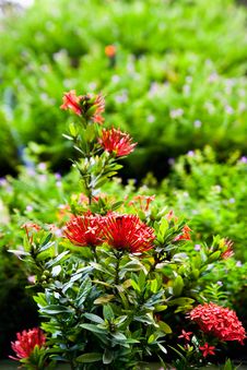 Red Ixora Flower Stock Photography Red Ixora Flower Stock Photography