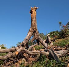 Uprooted Tree Stock Images