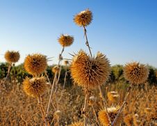 Thistles Stock Image Thistles Stock Image