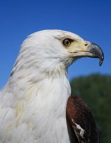 African Fish Eagle Stock Image