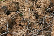 Dried Pine Branches Stock Photos Dried Pine Branches Stock Photos