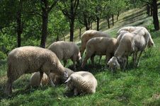 Sheeps Stock Photography Sheeps Stock Photography