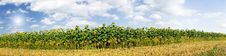 Wonderful Panoramic View Field Of Sunflowers . Royalty Free Stock Photos Wonderful Panoramic View Field Of Sunflowers . Royalty Free Stock Photos
