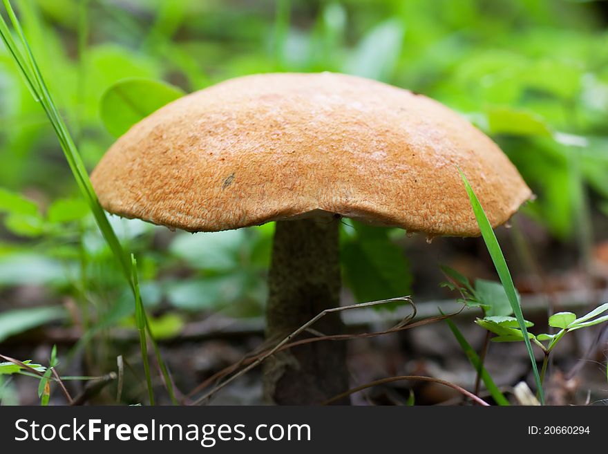 Brown cap boletus in a green forest in the summer. Brown cap boletus in a green forest in the summer