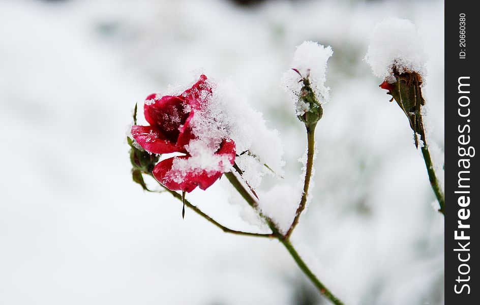 Frozen Red Roses Under The Snow