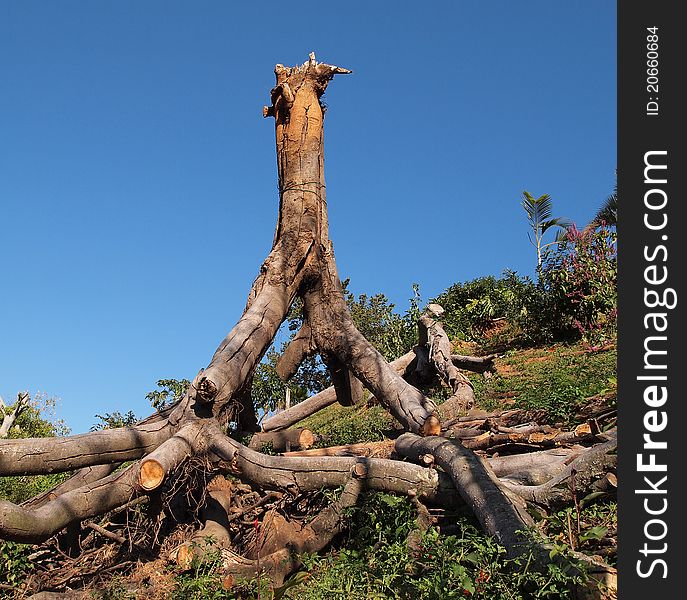 Tree that was uprooted and is now upside down. Tree that was uprooted and is now upside down