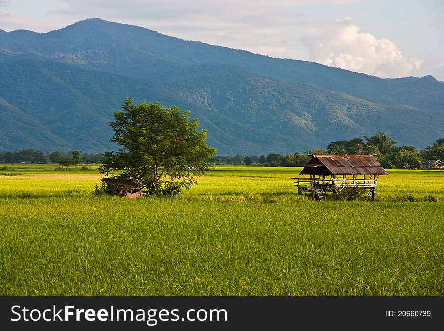 Green rice paddy and hill landscape in Thailand